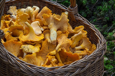 fungus-1194380__340.jpg fungus-1194380__340.jpg