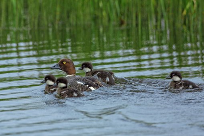 bird-2381327__340.jpg bird-2381327__340.jpg