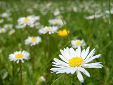 daisies-364737__180.jpg