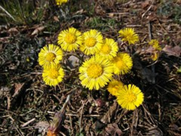 tussilago-farfara-283863__180.jpg