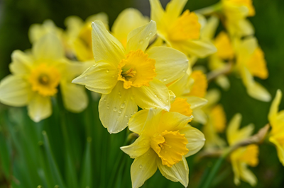 wild-daffodils-7106921_1280-2.jpg